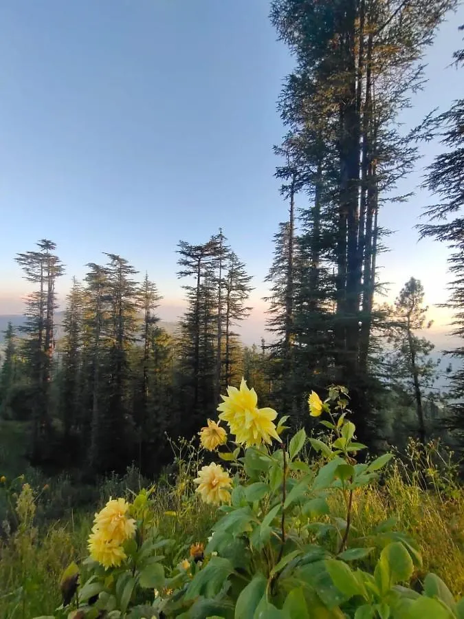 Norvin Homes Shimla